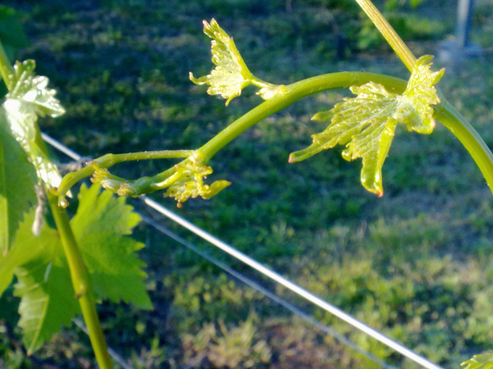 attachment.php?attachmentid=568488&stc=1&d=1496343907