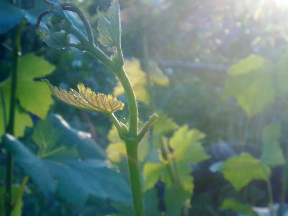 attachment.php?attachmentid=568489&stc=1&d=1496344094