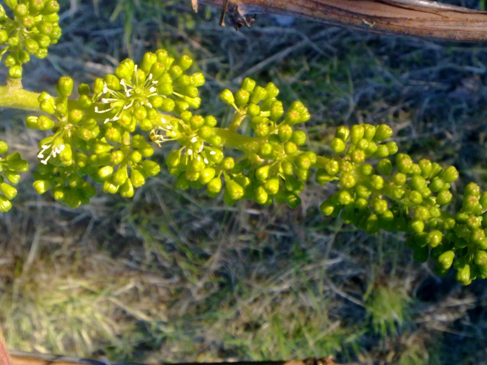 attachment.php?attachmentid=568491&stc=1&d=1496344394