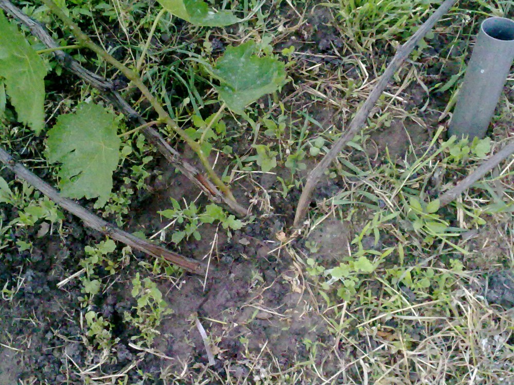 attachment.php?attachmentid=568500&stc=1&d=1496345001