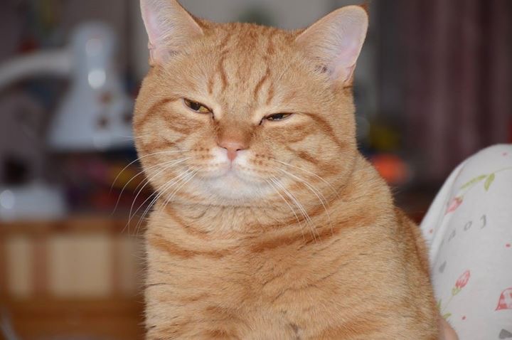 attachment.php?attachmentid=569043&stc=1&d=1496684038