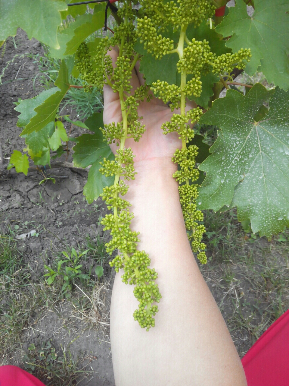 attachment.php?attachmentid=570881&d=1497592872