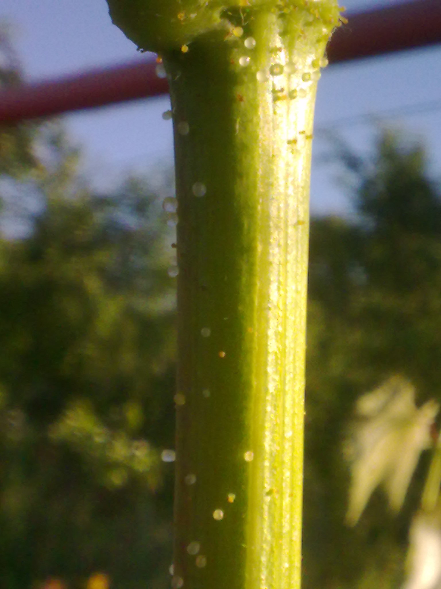 attachment.php?attachmentid=570976&stc=1&d=1497638761