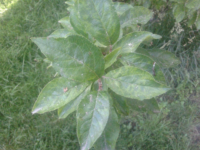 attachment.php?attachmentid=571301&stc=1&d=1497858348