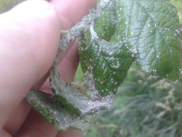 attachment.php?attachmentid=571302&stc=1&d=1497858381