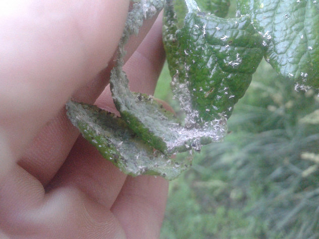 attachment.php?attachmentid=571303&stc=1&d=1497858391