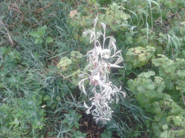 attachment.php?attachmentid=571306&stc=1&d=1497858538