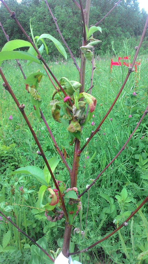 attachment.php?attachmentid=571374&stc=1&d=1497869876