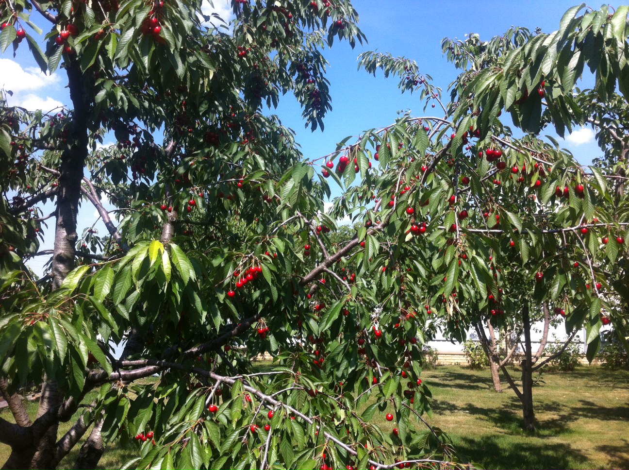 attachment.php?attachmentid=571648&stc=1&d=1498029447