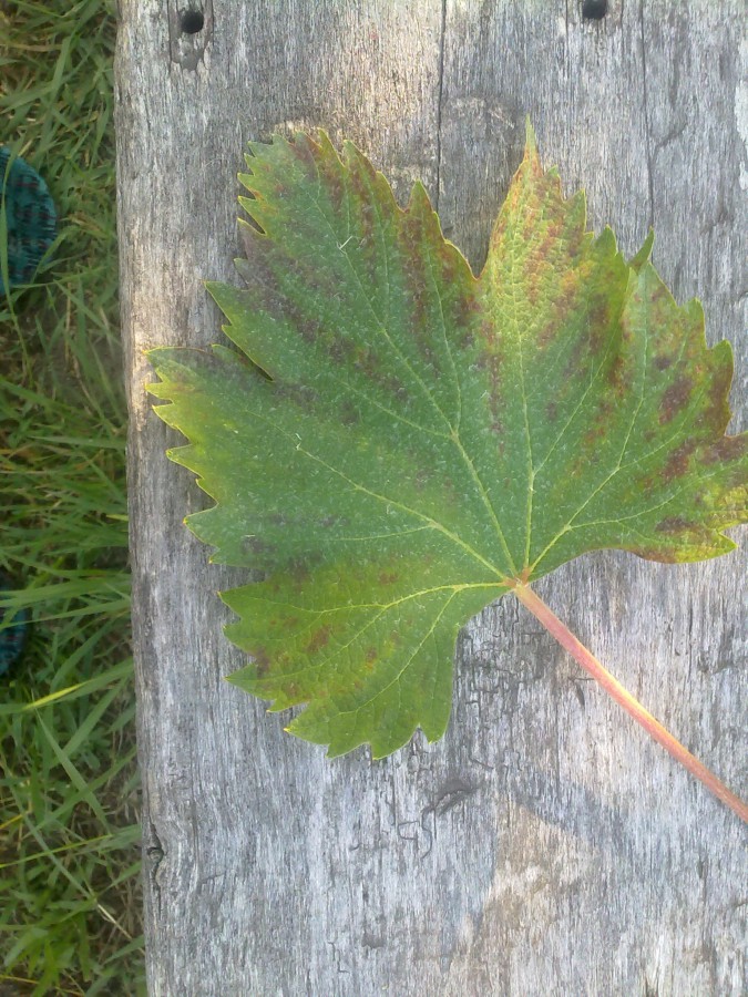 attachment.php?attachmentid=571778&stc=1&d=1498069119