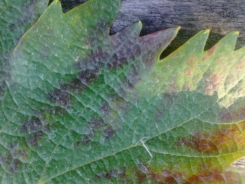 attachment.php?attachmentid=571779&stc=1&d=1498069119