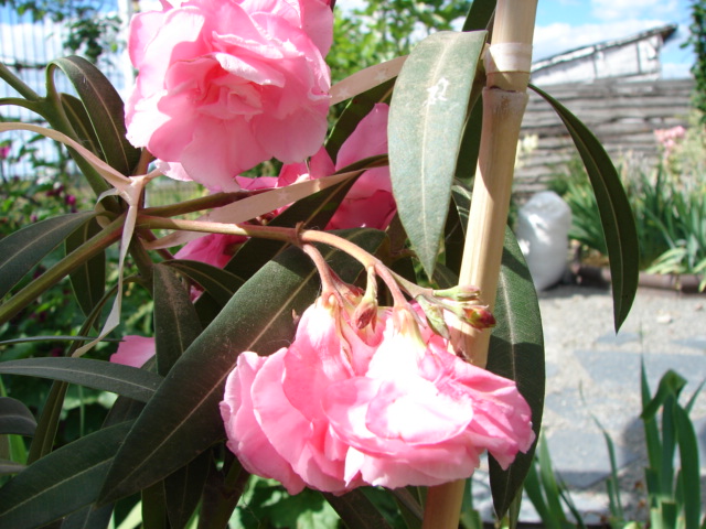 attachment.php?attachmentid=573663&thumb=1&d=1499174034