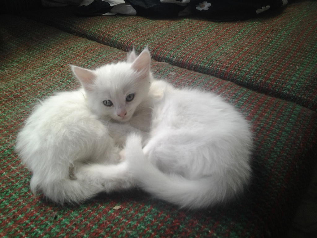 attachment.php?attachmentid=575798&stc=1&d=1500290511