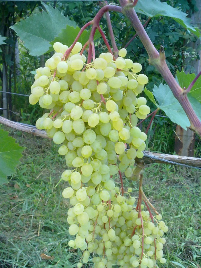 attachment.php?attachmentid=577681&stc=1&d=1501425879