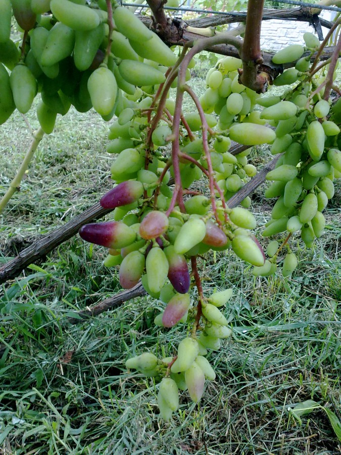 attachment.php?attachmentid=577682&stc=1&d=1501425879