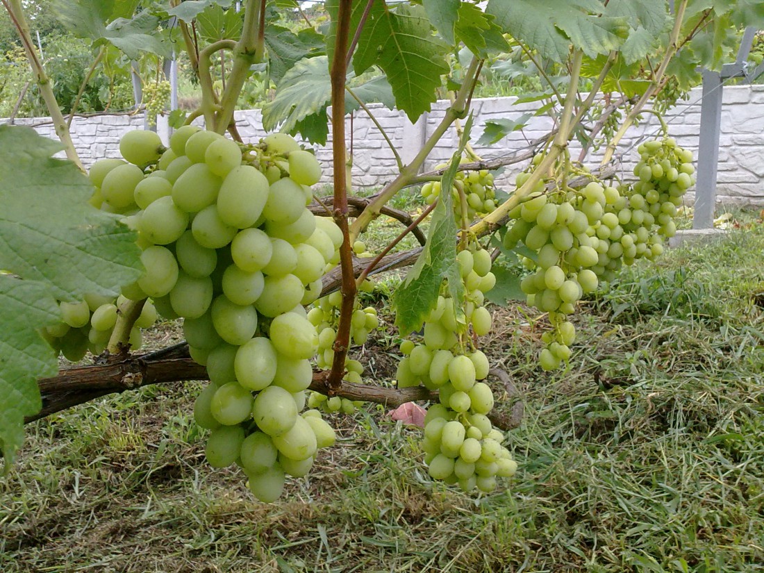 attachment.php?attachmentid=577683&stc=1&d=1501425879