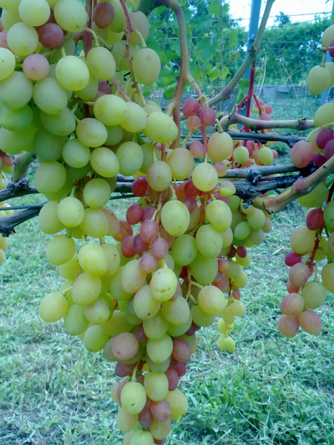 attachment.php?attachmentid=577685&stc=1&d=1501425879