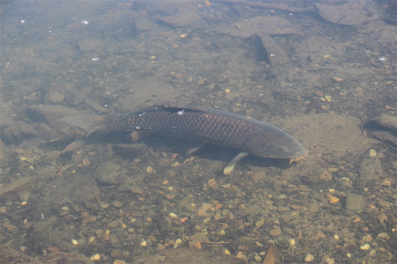 attachment.php?attachmentid=577808&stc=1&d=1501520191