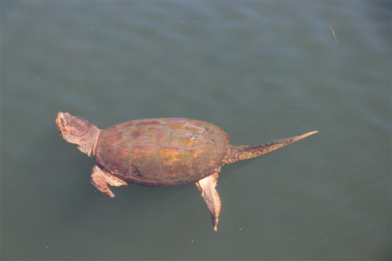 attachment.php?attachmentid=577809&stc=1&d=1501520195