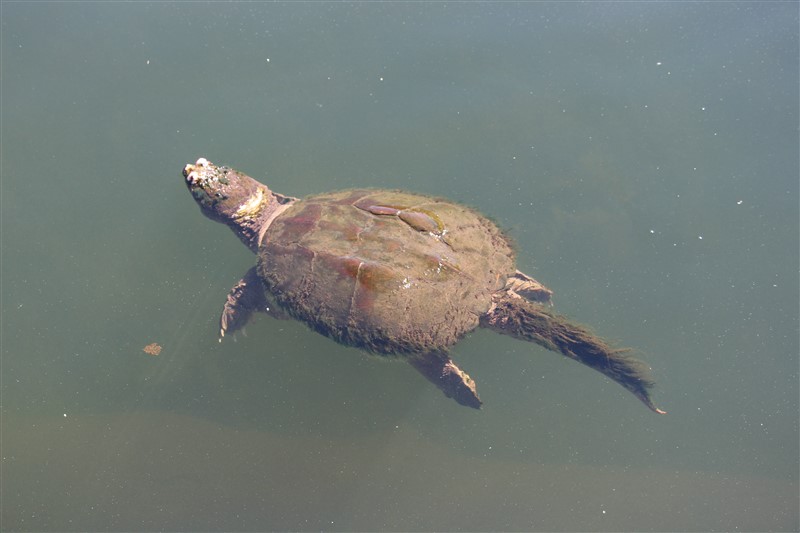 attachment.php?attachmentid=577812&stc=1&d=1501520206