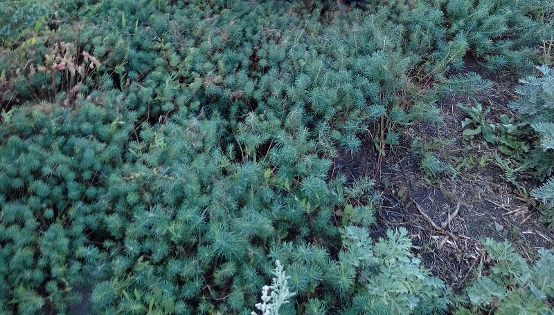 attachment.php?attachmentid=593153&stc=1&d=1512294631