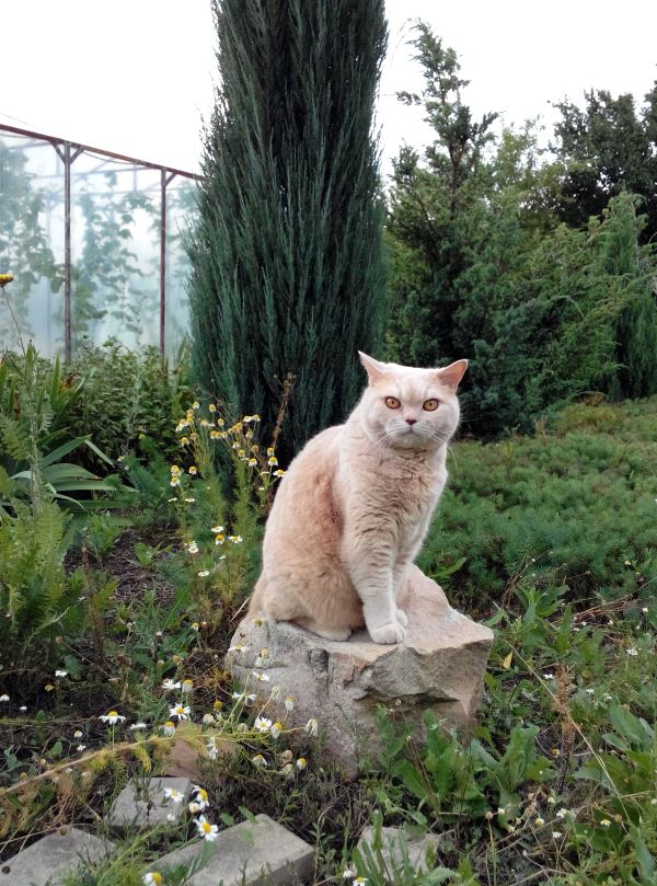 attachment.php?attachmentid=593155&stc=1&d=1512294631