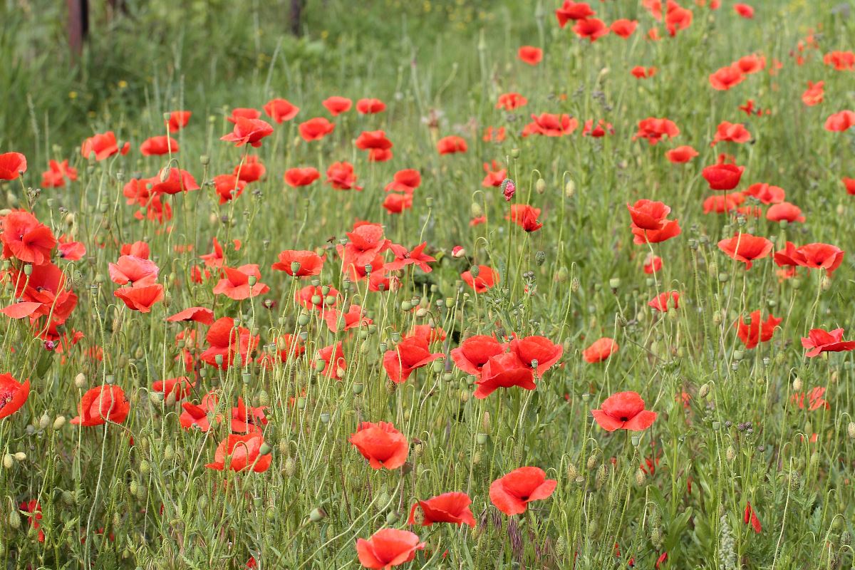 attachment.php?attachmentid=593401&stc=1&d=1512411633