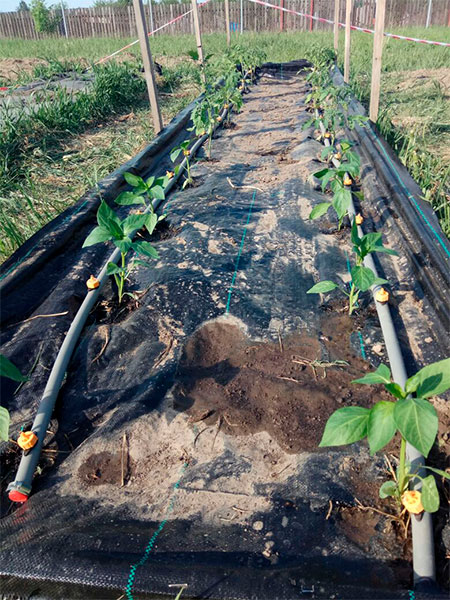 attachment.php?attachmentid=615242&stc=1&d=1525692202