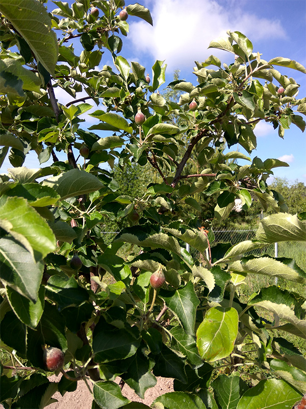 attachment.php?attachmentid=617344&stc=1&d=1526988163