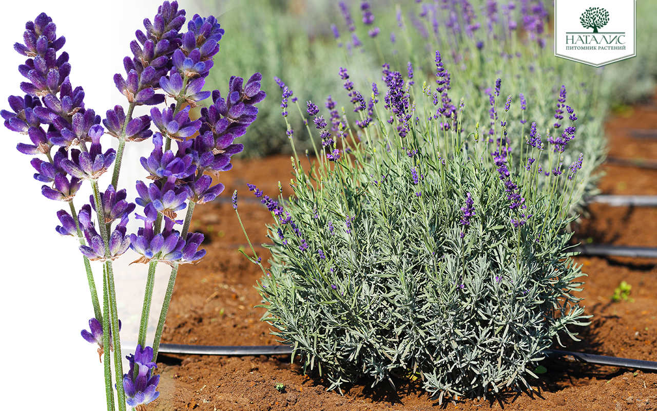 attachment.php?attachmentid=617557&stc=1&d=1527083649