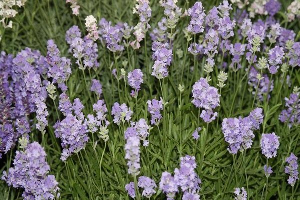 attachment.php?attachmentid=617558&stc=1&d=1527083649