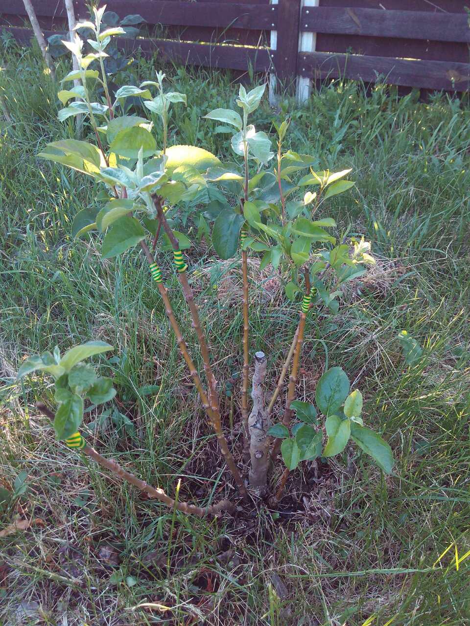 attachment.php?attachmentid=617998&d=1527406221