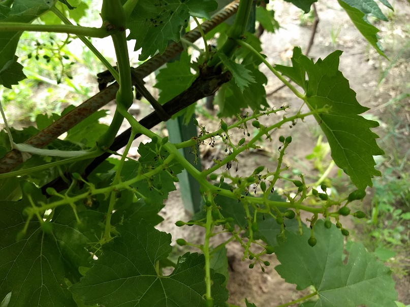 attachment.php?attachmentid=621076&stc=1&d=1529405332