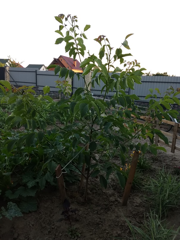 attachment.php?attachmentid=621493&stc=1&d=1529660252