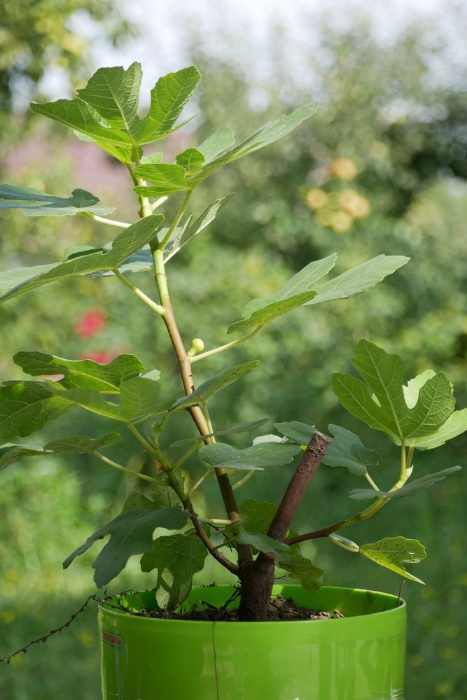 attachment.php?attachmentid=629016&d=1534945391