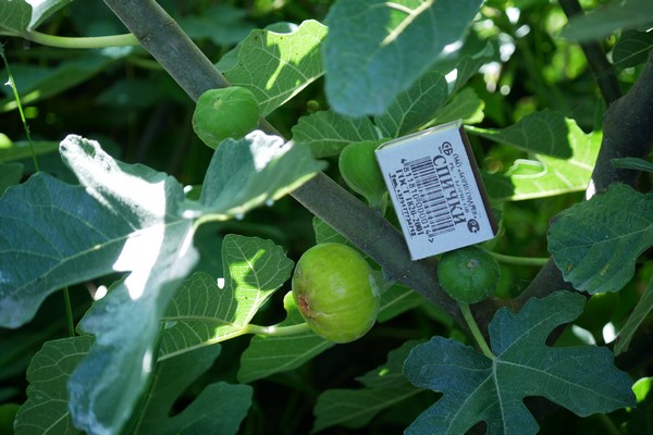 attachment.php?attachmentid=629019&stc=1&d=1534945980