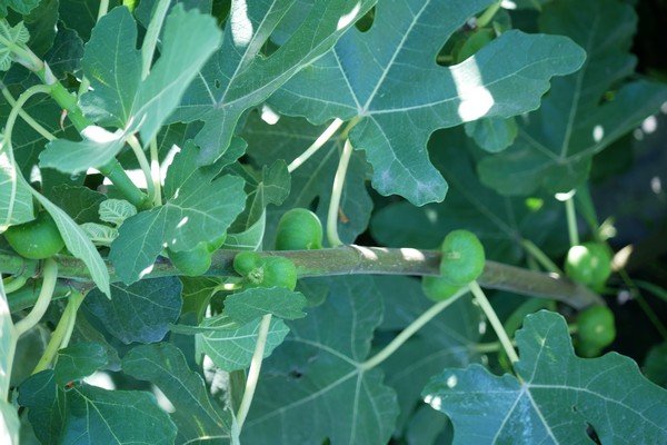 attachment.php?attachmentid=629020&stc=1&d=1534945980