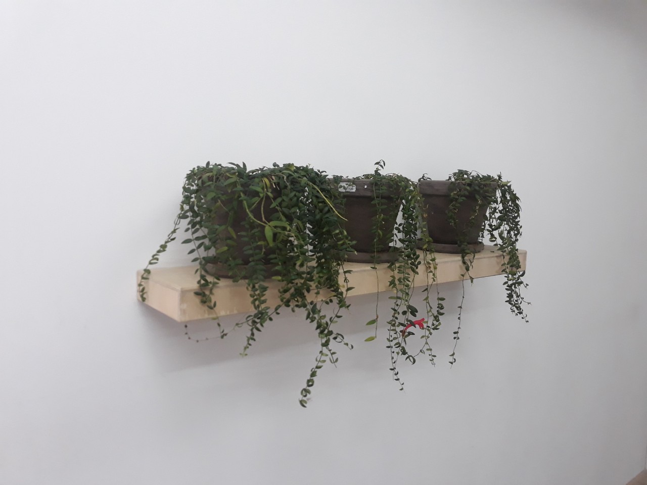 attachment.php?attachmentid=644867&stc=1&d=1546503445