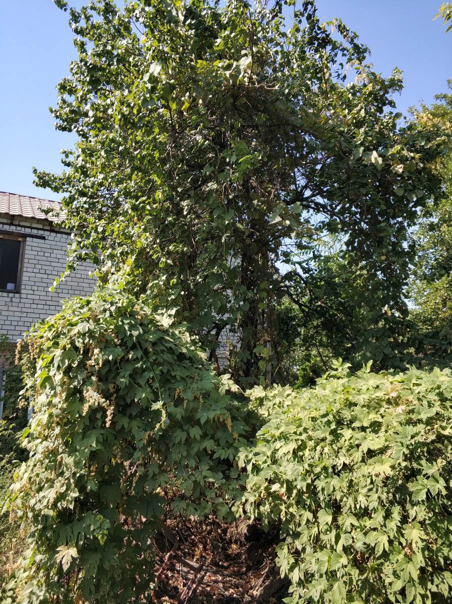 attachment.php?attachmentid=646892&stc=1&d=1548407323