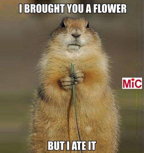 attachment.php?attachmentid=649539&stc=1&d=1550165675