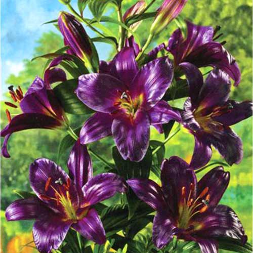 attachment.php?attachmentid=653451&stc=1&d=1553105095