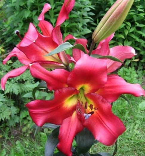 attachment.php?attachmentid=653452&stc=1&d=1553105098