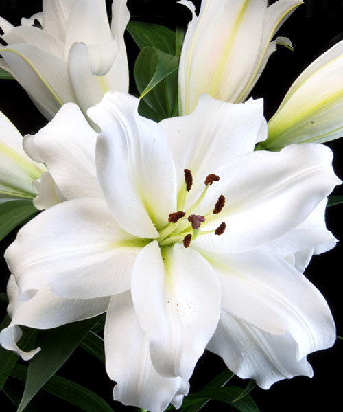 attachment.php?attachmentid=653453&stc=1&d=1553105102