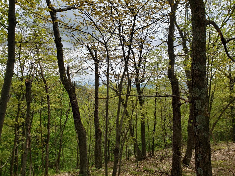 attachment.php?attachmentid=660487&stc=1&d=1559254226