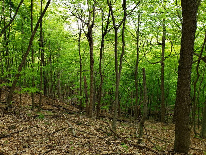 attachment.php?attachmentid=660492&stc=1&d=1559254246