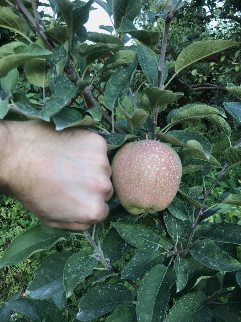 attachment.php?attachmentid=666748&stc=1&d=1564907948