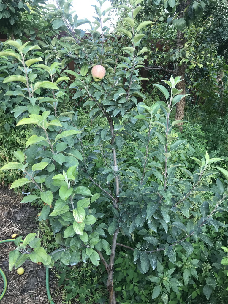 attachment.php?attachmentid=666749&stc=1&d=1564907948