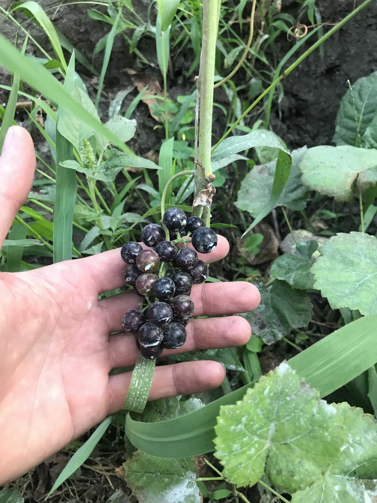 attachment.php?attachmentid=666750&stc=1&d=1564907948