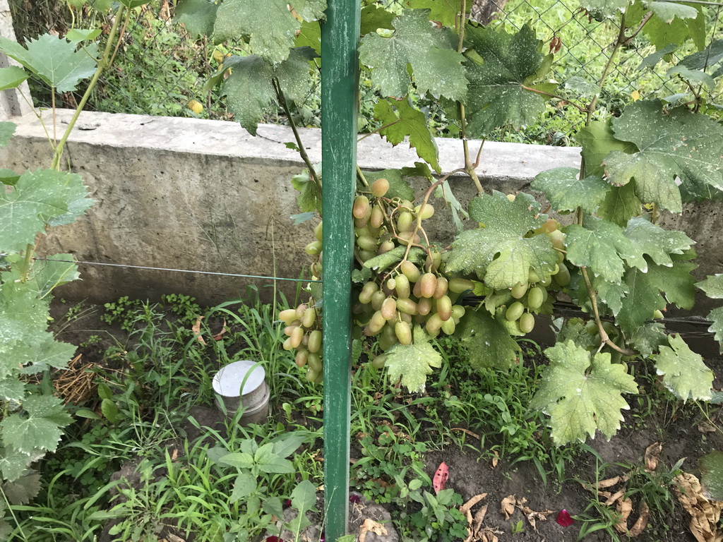 attachment.php?attachmentid=666752&stc=1&d=1564907948