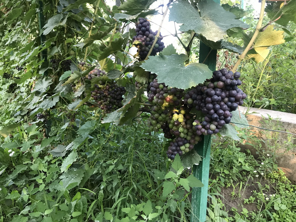 attachment.php?attachmentid=666757&stc=1&d=1564908804